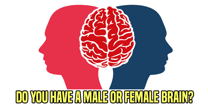 Do You Have A Male Or Female Brain?